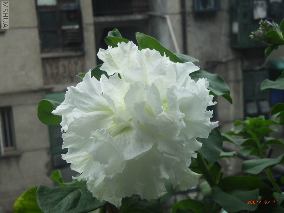 ������С RIMG0208.JPG