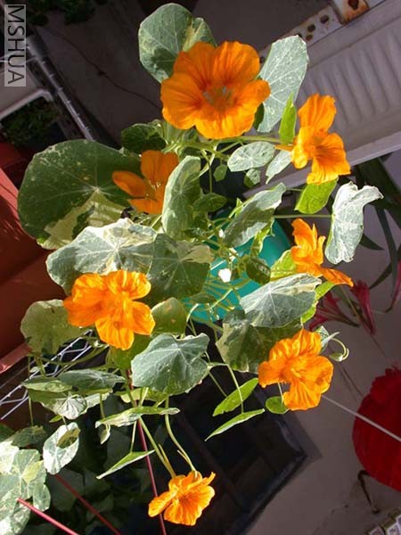 DSCN3917.JPG