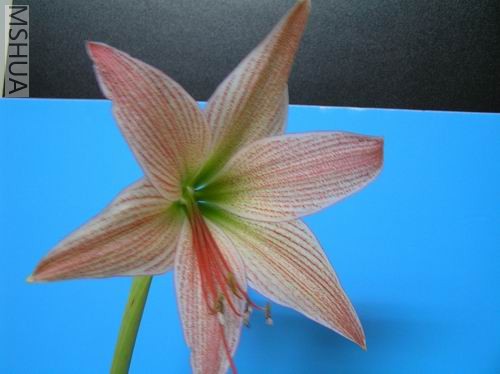 Hippeastrum neopardinum2.JPG