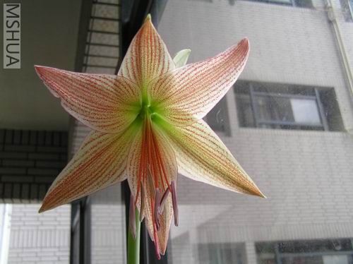 Hippeastrum neopardinum1.JPG