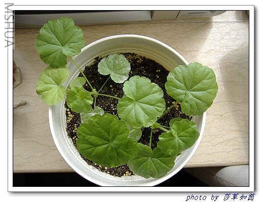 4�µײ��ֵ�����ϺͰ�������