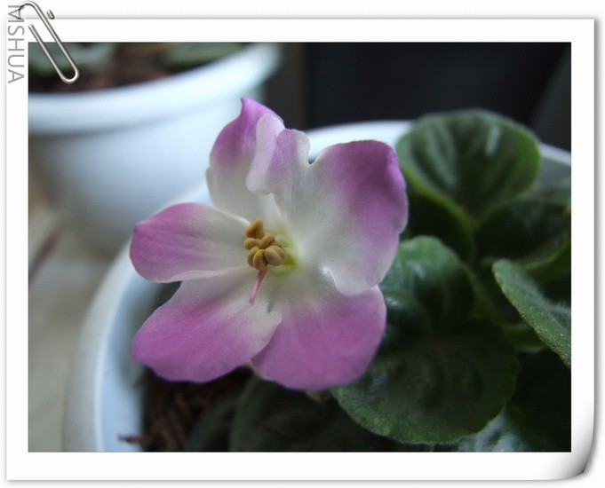 ������С DSCF0012.jpg