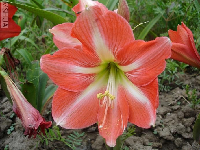 ��԰�� (12).JPG