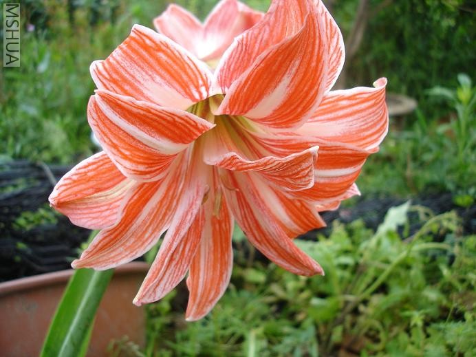 ��԰�� (9).JPG