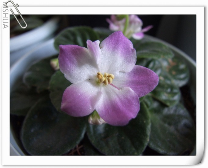 ������С DSCF0009.jpg