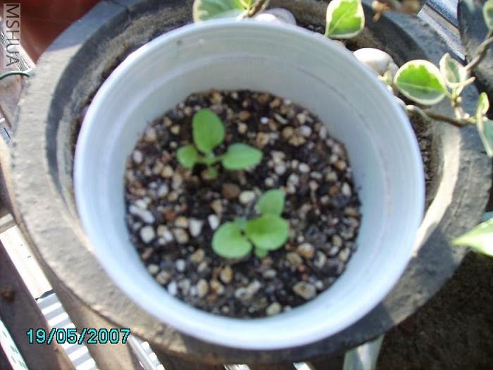 20����ų�����