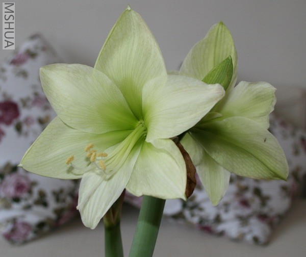 �ͣϣϣΡ��̣ɣǣȣ�