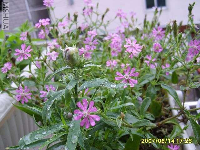 ǰ���Ǹ����������ʯ��-������