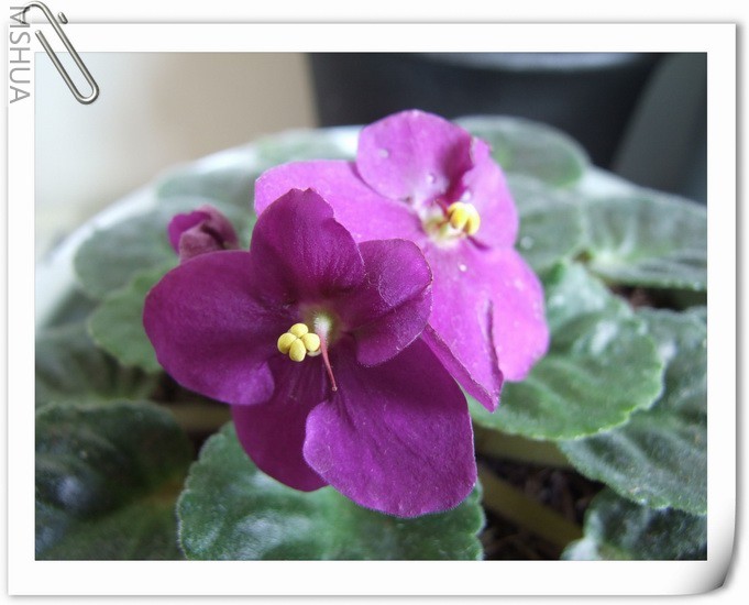 ������С DSCF0005.jpg