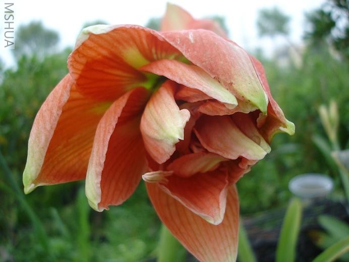 ��԰�� (10).JPG