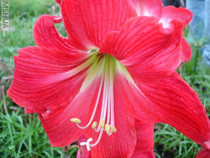 ��԰�� (8).JPG