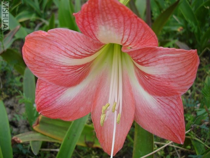 ��԰�� (2).JPG