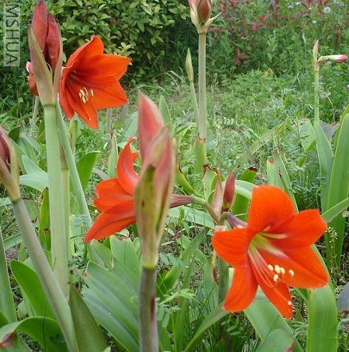 ��԰�� (6).JPG