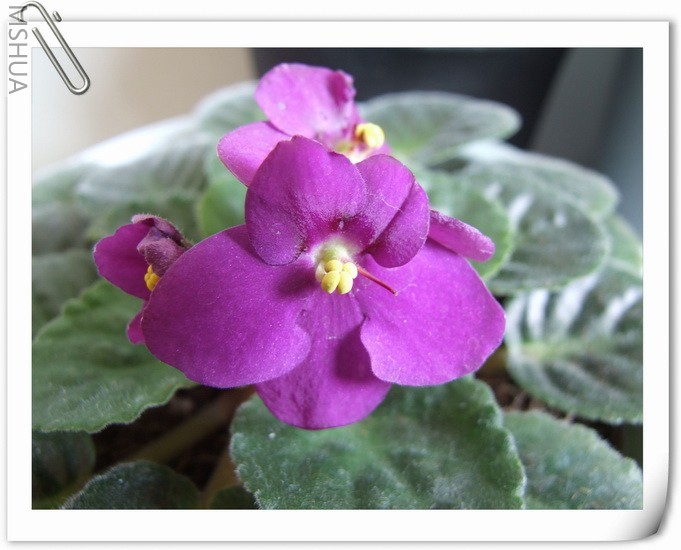 ������С DSCF0006.jpg