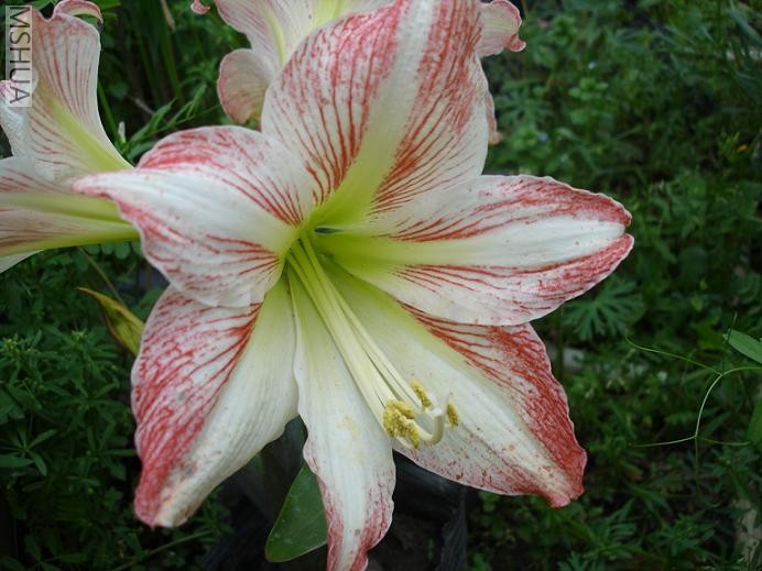 ��԰�� (11).JPG