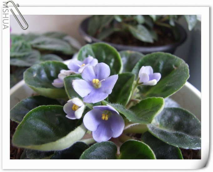 ������С DSCF0003.jpg