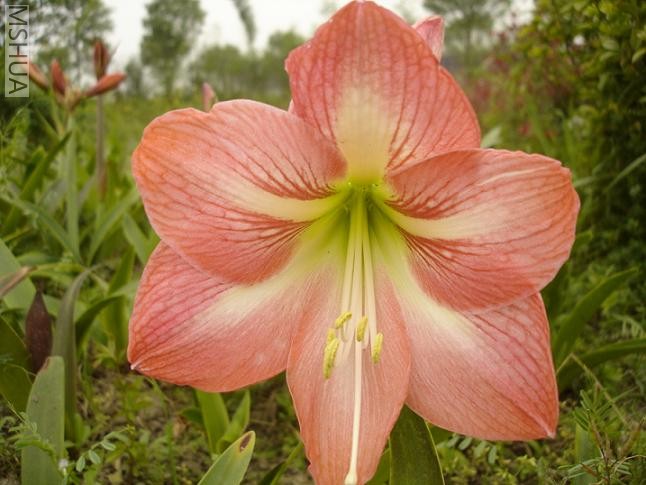 ��԰�� (1).JPG