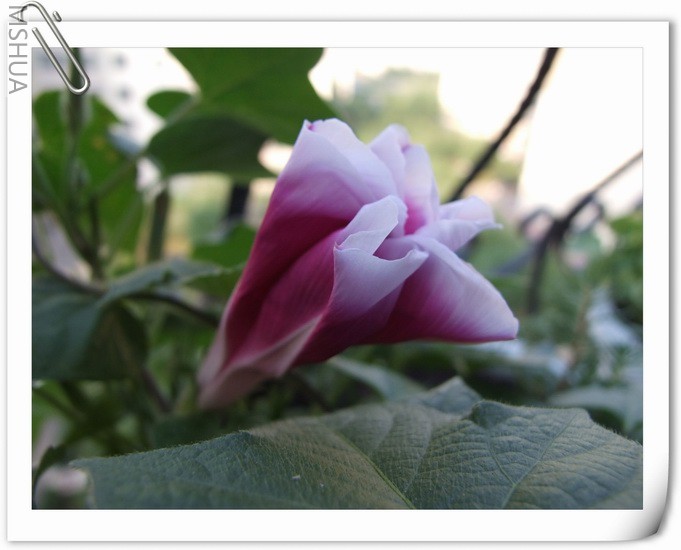 ������С �ױ߷�ţ3.jpg