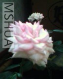 IMG0029A.jpg