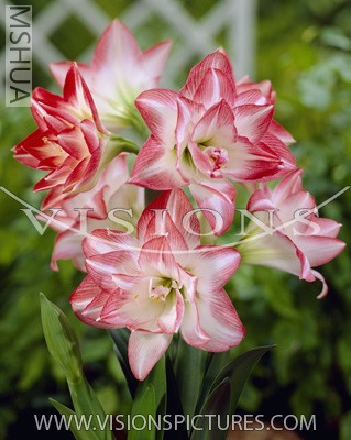 blossem_peacock ����ȸ