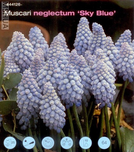sky blue.jpg