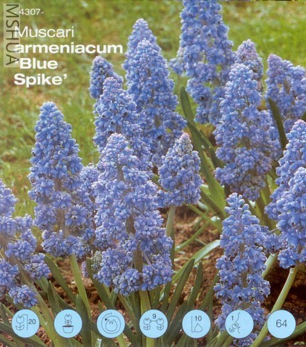 blue spike.jpg