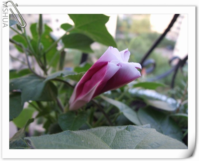 ������С �ױ߷�ţ2.jpg