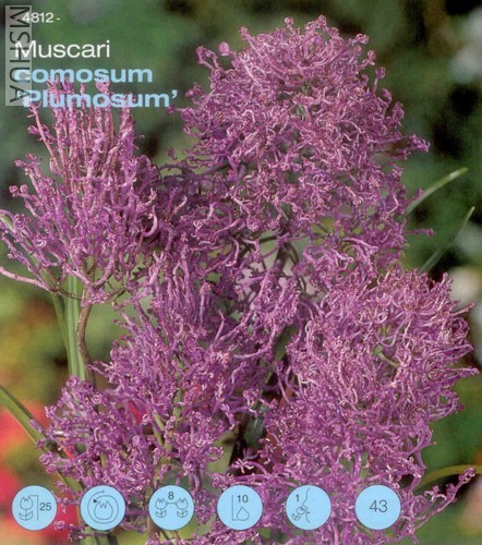 plumosum.jpg
