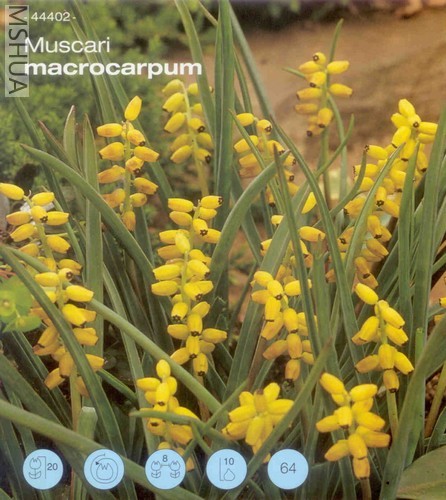 macroxarpum.jpg
