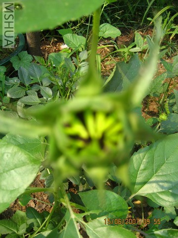 ��Ƭ20070613 009_��С��С.jpg