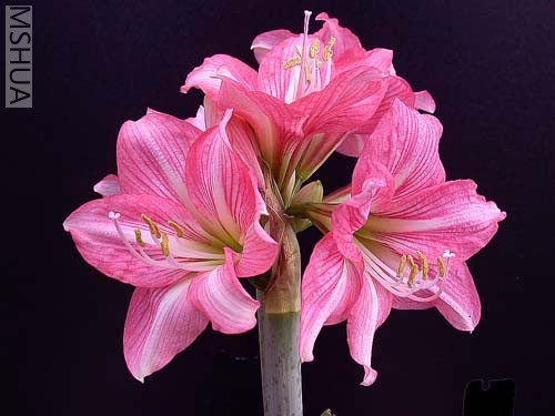 Cupido �����