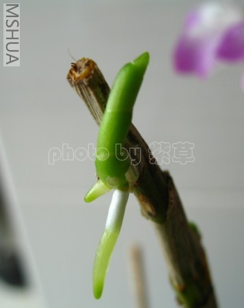ʯ��0705111_sy.jpg