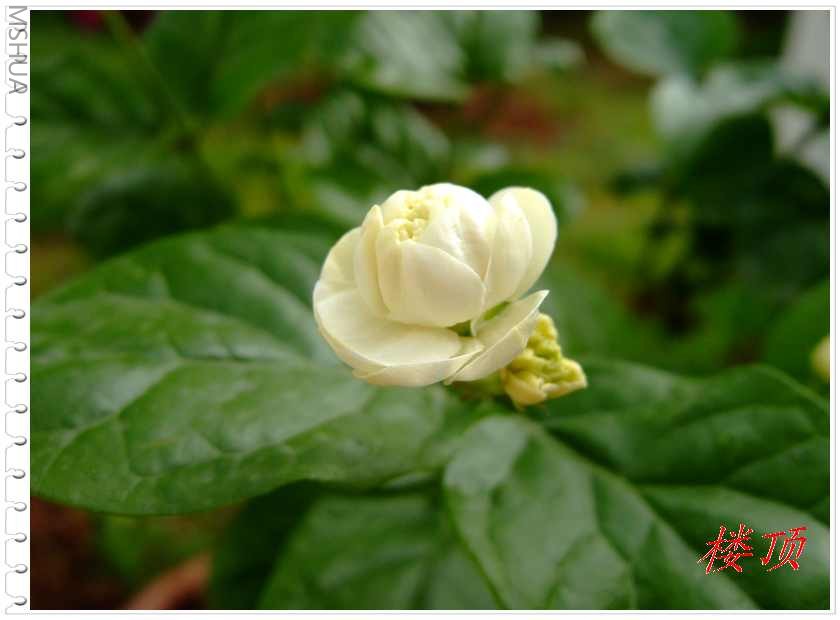 �ⲻ�ǲݻ���