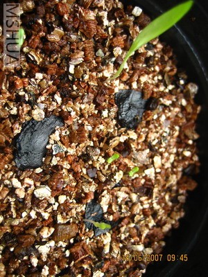 ��Ƭ20070613 005_��С��С.jpg