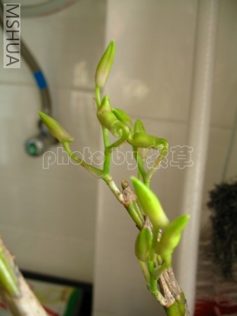 ʯ��070420d_sy.jpg