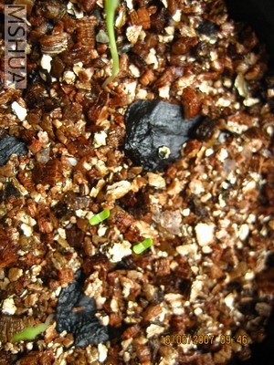 ��Ƭ20070613 006_��С��С.jpg