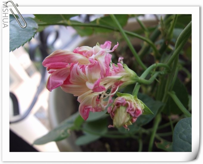 ������С ǳ��ɫ��ţ27.jpg