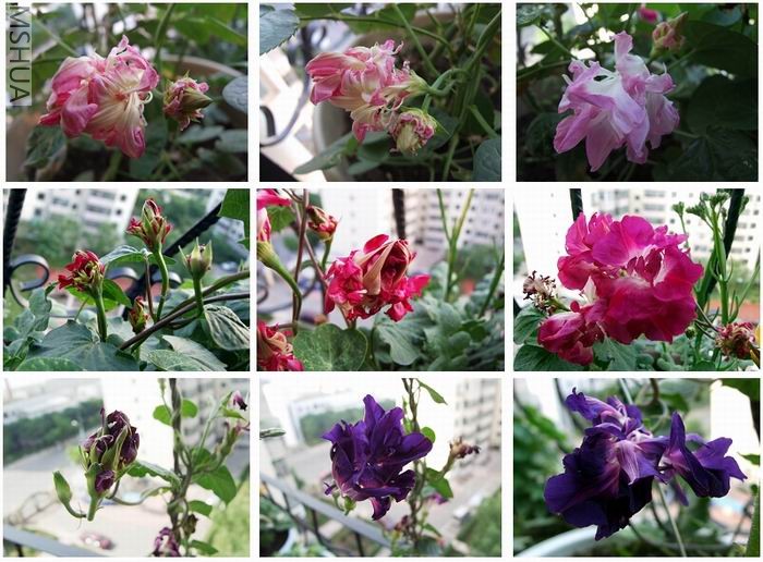 ������С heying.jpg