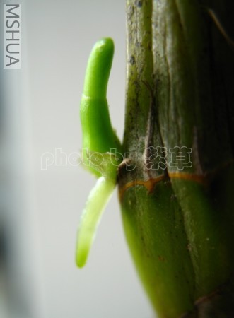 ʯ��0705114_sy.jpg