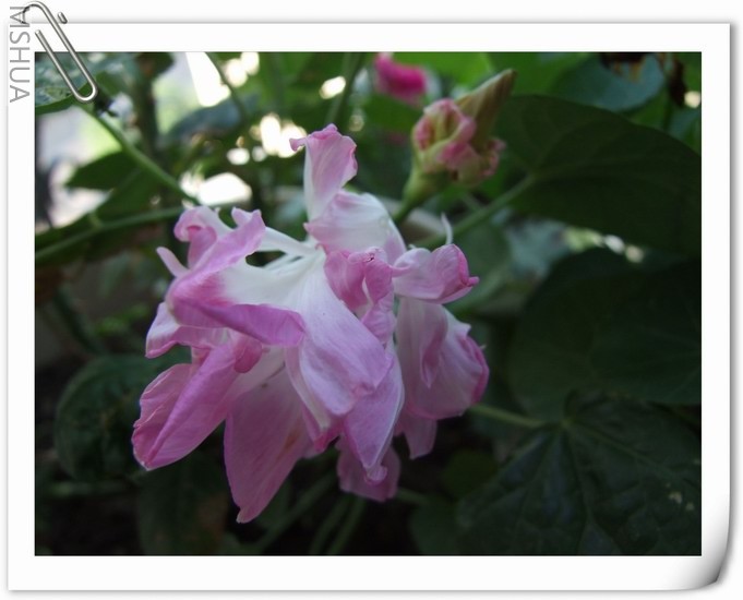 ������С ǳ��ɫ��ţ28.jpg