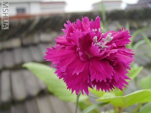 ��ɫӦ����õ��ɫ��û̫�������ɫ��������