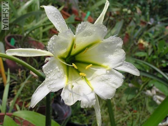  Hymenocallis Sulphur Queen1.JPG