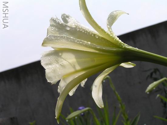  Hymenocallis Sulphur Queen3.JPG
