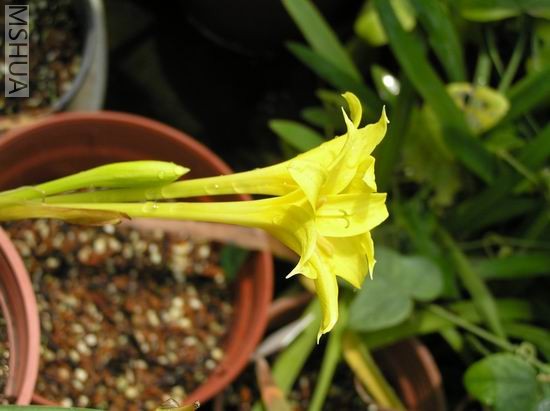 Chlidanthus fragrans2.JPG