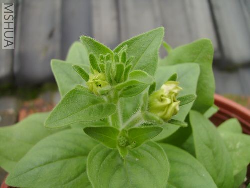 ��֪����ʲô��ɫ����ţ