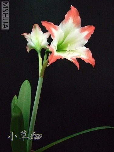 Pretty Lip(Ư�����촽)9605-4.jpg