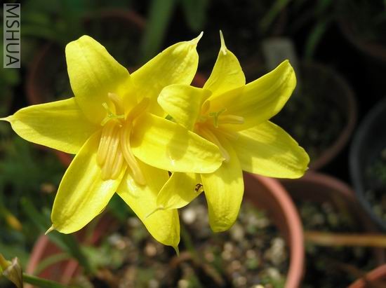 Chlidanthus fragrans1.JPG