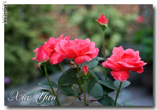 ӣ�Ұ�����