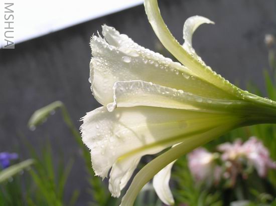  Hymenocallis Sulphur Queen2.JPG
