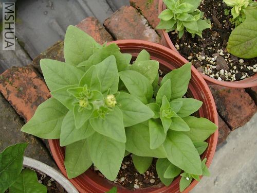 һ��12���ֵ������ֶ��û᲻��̫���ˣ�